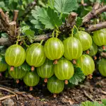 Dlaczego agrest zamienia się w mały groszek bez wiosennego przycinania? dlaczego-agrest-zamienia-sie-w-maly-groszek-bez-wiosennego-przycinania.png