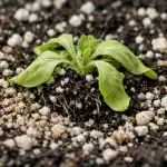 Dlaczego delikatne sadzonki petunii umierają natychmiast po przesadzeniu? dlaczego-delikatne-sadzonki-petunii-umieraja-natychmiast-po-przesadzeniu.png