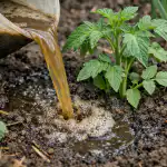 dlaczego-doswiadczeni-ogrodnicy-wybieraja-napar-z-cowpea-zamiast-sklepowych-srodkow.png