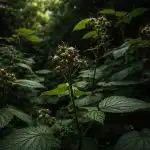 Dlaczego maliny odmawiają produkcji jagód w zacienionym ogrodzie? dlaczego-maliny-odmawiaja-produkcji-jagod-w-zacienionym-ogrodzie.png