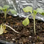 Dlaczego młode sadzonki kapusty umierają, gdy brakuje wiosennego słońca? dlaczego-mlode-sadzonki-kapusty-umieraja-gdy-brakuje-wiosennego-slonca.png