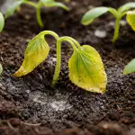 Dlaczego sadzonki ogórka kładą się i żółkną w ciągu nocy? dlaczego-sadzonki-ogorka-klada-sie-i-zolkna-w-ciagu-nocy.png