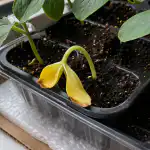 dlaczego-sadzonki-ogorka-nagle-zolkna-i-przewracaja-sie.png