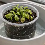 Dlaczego sadzonki petunii nagle więdną w wiosennym słońcu? dlaczego-sadzonki-petunii-nagle-wiedna-w-wiosennym-sloncu.png