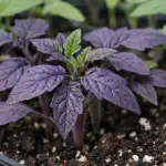 dlaczego-sadzonki-pomidorow-nagle-staja-sie-fioletowe.png