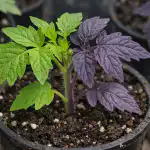 Dlaczego sadzonki pomidorów stają się fioletowe i jak temu zapobiec w ciągu nocy? dlaczego-sadzonki-pomidorow-staja-sie-fioletowe-i-jak-temu-zapobiec.png