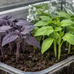 dlaczego-sadzonki-pomidorow-staja-sie-fioletowe-i-jak-to-naprawic.png