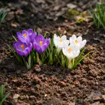 dlaczego-wiosenne-krokusy-uparcie-odmawiaja-kwitnienia-w-cieniu.png