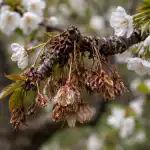 Drzewa wiśniowe usychają tuż przed kwitnieniem i nie produkują jagód z powodu jednego błędu drzewa-wisniowe-usychaja-tuz-przed-kwitnieniem-i-nie-produkuja-jagod.png