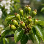 Grusza zawiedzie z plonem po tej wiosennej sztuczce grusza-zawiedzie-z-plonem-po-tej-wiosennej-sztuczce.png