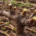 H1 Wiosenne przycinanie winogron gwarantuje wiadra soczystych jagód każdego roku h1-wiosenne-przycinanie-winogron-gwarantuje-wiadra-soczystych-jagod-kazdego-roku.png