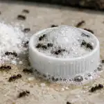 Jak pokonać wiosenną inwazję mrówek za pomocą sody oczyszczonej i octu? jak-pokonac-wiosenna-inwazje-mrowek-za-pomoca-sody-oczyszczonej-i.png