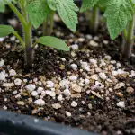 jak-sprawic-by-sadzonki-pomidorow-rosly-nawet-w-najtanszej-glebie.png