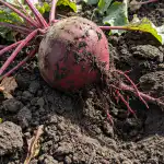 jak-wyhodowac-duze-i-slodkie-buraki-na-wiosne-bez-wiekszego.png