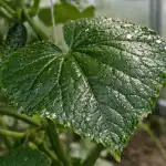 Mączlik na ogórkach zniknie z dnia na dzień dzięki aptecznemu środkowi za grosze maczlik-na-ogorkach-zniknie-z-dnia-na-dzien-dzieki-aptecznemu.png