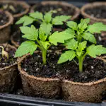 Mangan dla nasion zmienia słabe kiełki w energiczne sadzonki mangan-dla-nasion-zmienia-slabe-kielki-w-energiczne-sadzonki.png