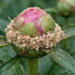 Mrówki zostawią piwonie w spokoju po zastosowaniu jednego środka. mrowki-zostawia-piwonie-w-spokoju-po-zastosowaniu-jednego-srodka.png