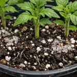 Najgorsza gleba stanie się idealna dla sadzonek pomidorów po jednym prostym dodatku najgorsza-gleba-stanie-sie-idealna-dla-sadzonek-pomidorow-po-jednym.png