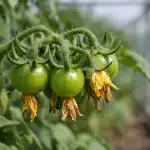 piec-przyczyn-pustych-kwiatostanow-i-sprawdzony-sposob-na-owocowanie-pomidorow.png