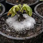 podstepna-pulapka-lodowa-rujnuje-sadzonki-baklazana-podczas-podlewania.png