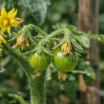 pomidory-kwitna-ale-nie-zawiazuja-i-jak-to-naprawic-w.png