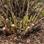 Przycinanie wiciokrzewu na wiosnę zmieni krzew w jagodowy przenośnik taśmowy przycinanie-wiciokrzewu-na-wiosne-zmieni-krzew-w-jagodowy-przenosnik-tasmowy.png