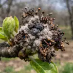 Pusty sad na wiosnę zamiast zbiorów gruszek z powodu ukrytych infekcji pusty-sad-na-wiosne-zamiast-zbiorow-gruszek-z-powodu-ukrytych.png