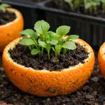 sekret-silnej-sadzonki-ukryty-jest-w-zwyklej-skorce-pomaranczy.png