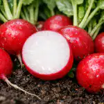 sekret-soczystych-i-slodkich-rzodkiewek-bez-goryczy-tej-wiosny.png