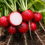 Sekret soczystych rzodkiewek bez goryczy i pustych przestrzeni tkwi w regularnym podlewaniu sekret-soczystych-rzodkiewek-bez-goryczy-i-pustych-przestrzeni-tkwi-w.png