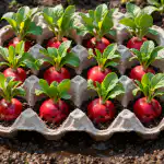 Sekret uprawy rzodkiewki w wiadrze przy użyciu zwykłej tacy na jajka sekret-uprawy-rzodkiewki-w-wiadrze-przy-uzyciu-zwyklej-tacy-na.png