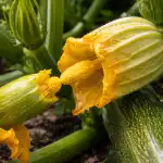 Sekret wczesnych zbiorów, czyli dlaczego Twoje cukinie kwitną pusto sekret-wczesnych-zbiorow-czyli-dlaczego-twoje-cukinie-kwitna-pusto.png