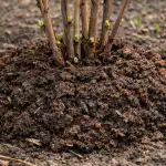 Sekretna metoda wiosennego nawożenia malin zapewniająca rekordowe zbiory bez szkodników sekretna-metoda-wiosennego-nawozenia-malin-zapewniajaca-rekordowe-zbiory-bez-szkodnikow.png