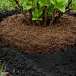 Sekrety opadania drzew iglastych dla gwałtownego wzrostu krzewów na wiosnę sekrety-opadania-drzew-iglastych-dla-gwaltownego-wzrostu-krzewow-na-wiosne.png