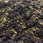 sideraty-wiosna-zamieniaja-zubozona-glebe-w-luzna-czarna-glebe.png
