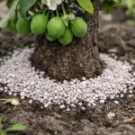 Śliwka upuszcza jajniki z powodu niedoboru potasu i jak to naprawić na wiosnę sliwka-upuszcza-jajniki-z-powodu-niedoboru-potasu-i-jak-to.png