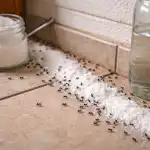 Soda i ocet sprawią, że tej wiosny mrówki na zawsze zapomną o drodze do twojego domu. soda-i-ocet-sprawia-ze-tej-wiosny-mrowki-na-zawsze.png