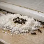 Soda oczyszczona i ocet przeciwko mrówkom na wiosnę, czyli jak uratować dom za grosze bez chemii soda-oczyszczona-i-ocet-przeciwko-mrowkom-na-wiosne-czyli-jak.png