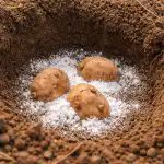 Soda oczyszczona przeciwko drutowcom: jak uratowałem swoje uprawy ziemniaków na wiosnę soda-oczyszczona-przeciwko-drutowcom-jak-uratowalem-swoje-uprawy-ziemniakow-na.png