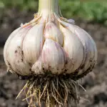 Wielu ogrodników uważa, że uzyskanie pełnowartościowej główki z nasion (cebulki) jest możliwe dopiero po dwóch latach, ale moje osobiste doświadczenia dowodzą, że jest inaczej. Głównym problemem tradycyjnego siewu jest przedłużony wzrost, z powodu którego do lipca tworzy się tylko mała główka z jednym ząbkiem. Jeśli zastosujesz metodę wczesnej stymulacji i odpowiedniego przygotowania podłoża, zbierzesz duży czosnek już w tym roku, omijając etap małej sadzonki. wielu-ogrodnikow-uwaza-ze-uzyskanie-pelnowartosciowej-glowki-z-nasion-cebulki.png