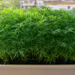 Bujny koper włoski na parapecie w trzy tygodnie bez żadnych kłopotów bujny-koper-wloski-na-parapecie-w-trzy-tygodnie-bez-zadnych.png