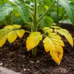 Dlaczego dolne liście żółkną? dlaczego-dolne-liscie-zolkna.png