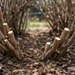 Jak prawidłowe wiosenne przycinanie wiciokrzewu potroi zbiory jagód? jak-prawidlowe-wiosenne-przycinanie-wiciokrzewu-potroi-zbiory-jagod.png