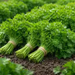 Jak zebrać góry zielonej pietruszki już w maju bez większego wysiłku? jak-zebrac-gory-zielonej-pietruszki-juz-w-maju-bez-wiekszego.png