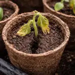 ogorki-w-doniczkach-torfowych-umieraja-na-twoich-oczach-z-powodu.png