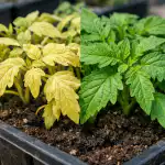 sadzonki-pomidorow-zolkna-od-ciepla-i-szybko-odzyskuja-kolor-po.png