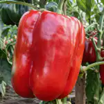 Sekret gigantycznej papryki tkwi w jednej prostej procedurze karmienia sekret-gigantycznej-papryki-tkwi-w-jednej-prostej-procedurze-karmienia.png