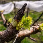 Sekretna metoda ratowania upraw winogron przed wiosennymi przymrozkami bez użycia środków chemicznych sekretna-metoda-ratowania-upraw-winogron-przed-wiosennymi-przymrozkami-bez-uzycia.png