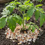 Skorupki jaj uchronią sadzonki pomidorów przed zgnilizną wierzchołkową i zakwaszeniem gleby. skorupki-jaj-uchronia-sadzonki-pomidorow-przed-zgnilizna-wierzcholkowa-i-zakwaszeniem.png