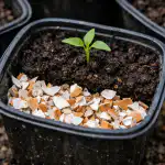 skorupki-jaj-zamiast-keramzytu-pomoga-wyhodowac-silne-sadzonki-bez-nadmiernych.png